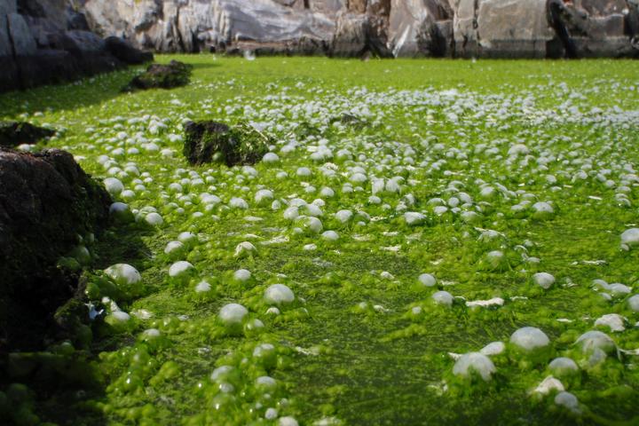 Close-up of an algae-covered rock pool on Appledore Island, Maine. The algae are forming a mat on top of the pool and you can't even see the water. It's so dense that the gasses that would normally exchange through the water surface with the environment are bubbling underneath and into the mat; bubbles of lighter white-green are all over the mat. The mat is a mix of deep forest and classic greens where it is thick. In the background, there is the rock lining the pool, which is granite and has a mix of colors in the grey and brown shades, with angular cracks. The water has drawn down in the pool over time, leaving bathtub rings of water lines. There are also a few rocks jutting up from the pool and off to the left. The shadow casts away and to the right, leaving the near corners darker.